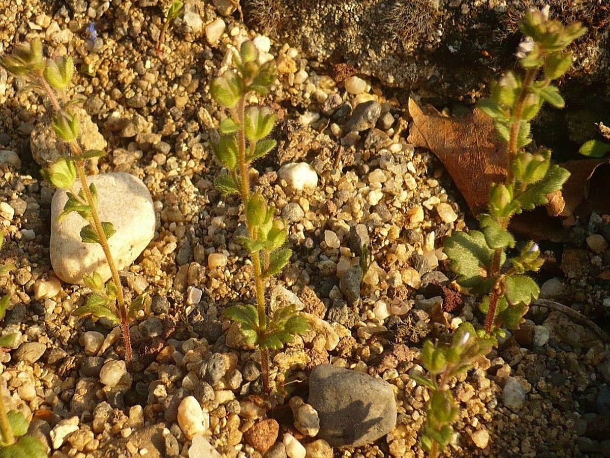 Veronica praecox (Plantaginaceae)